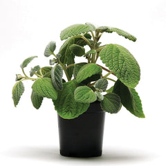 Plectranthus Silver Shield Seed