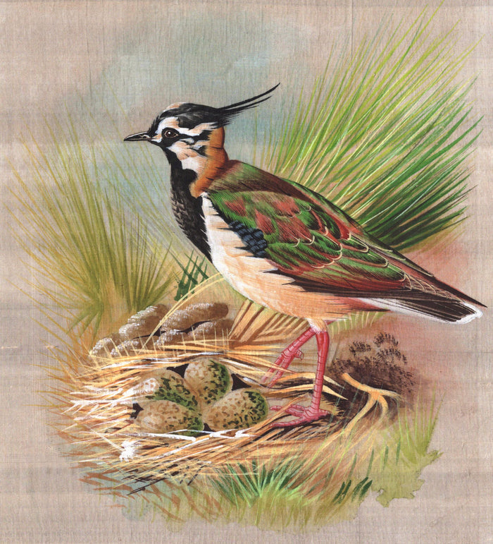 Northern Lapwing Bird Art