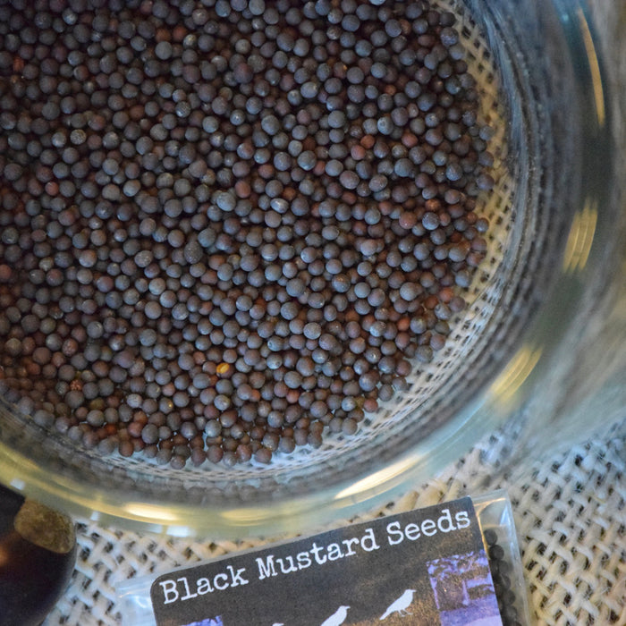 Mustard Seed (Black)